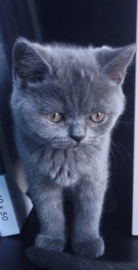 Lisa (11 jaar)