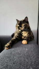 Lotti