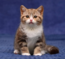 Percival