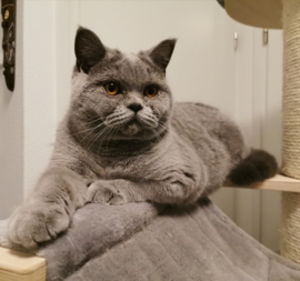 Minerva (5 jaar)
