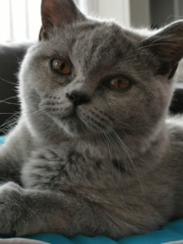 Minerva (5 jaar)