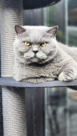Geisha (13 jaar)