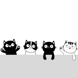 Hoe kan ik mij aanmelden voor een kitten?