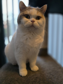 Dolce