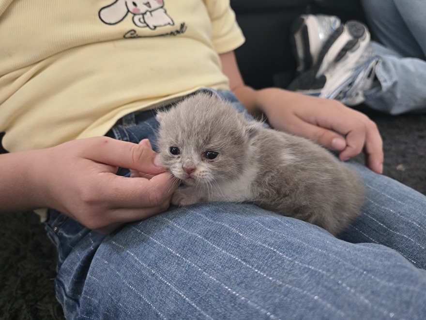 Lilac bicolor