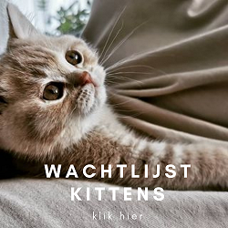 Inschrijven wachtlijst kittens
