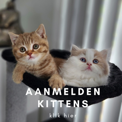 Aanmelden kittens
