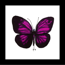 magenta vlinder in boxlijst