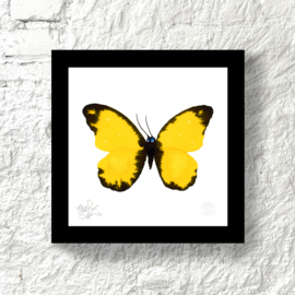 Framed Unsad Yellow Butterfly
