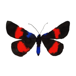Framed  Blue black red Butterfly, 15 x 20 cm