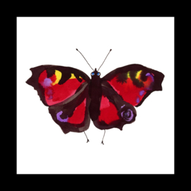 Pauwoog vlinder in boxlijst