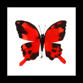 Red butterfly in box frame