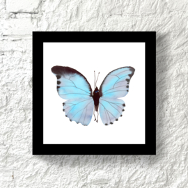 Framed Turquoise Butterfly, 20 x 20 cm