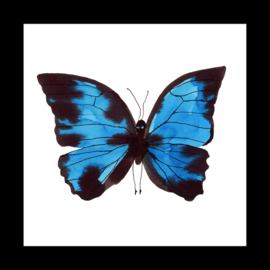 Ingelijste blauwe vlinder, 20 x 20 cm