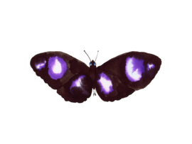 Ingelijste Zwart Paarse Vlinder, 15 x 20 cm