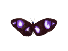 Framed Black and Purple Butterfly | Esther van de Steene