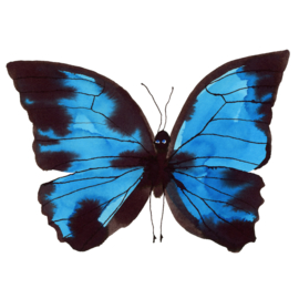 Framed blue butterfly, 20 x 20 cm