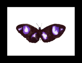 Onzielige Zwart Paarse Vlinder, 15 x 20 cm