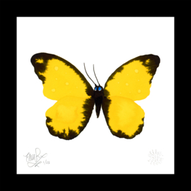 Framed Unsad Yellow Butterfly