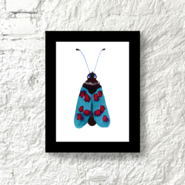 Framed Moth, 20 x 15 cm