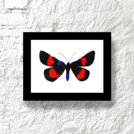 Framed  Blue black red Butterfly, 15 x 20 cm
