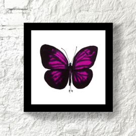 Framed Magenta Butterfly, 20 x 20 cm