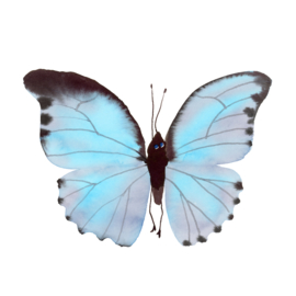 Ingelijste Turqoise Vlinder, 20 x 20 cm