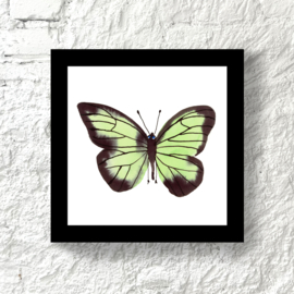 Framed Green Butterfly, 20 x 20 cm