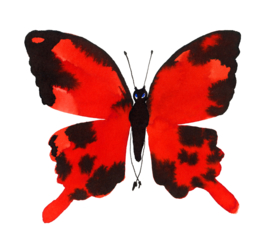 Ingelijste Rode Vlinder, 20 x 20 cm