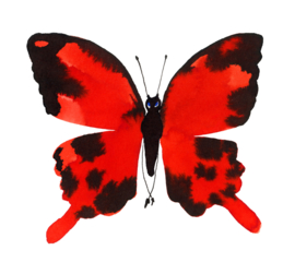 Framed Red Butterfly, 20 x 20 cm