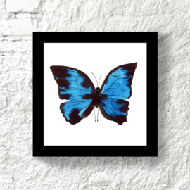 Framed blue butterfly, 20 x 20 cm