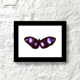 Framed Black and Purple Butterfly | Esther van de Steene