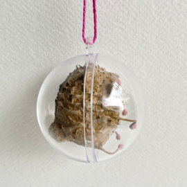 Biff hamster  in een bol