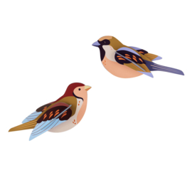 Studio Roof -Sparrows