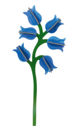 Studio Roof -Campanula