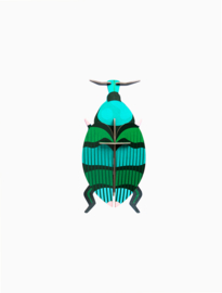 Studio Roof Weevil Beetle