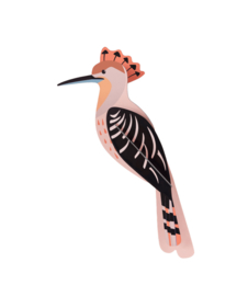 Studio Roof -Hoopoe