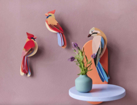 Studio Roof -Cardinals