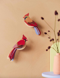 Studio Roof -Cardinals