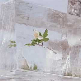 Efterklang - Windflowers (LP)