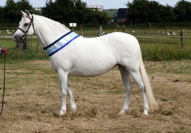 Zes een wit paard | Glamhorse