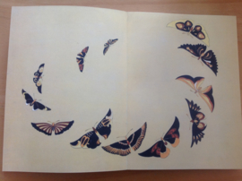 A flight of butterflies - M.O.M.A.
