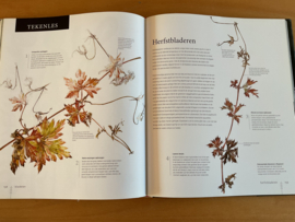 Flora voor kunstenaars - S. Simblet