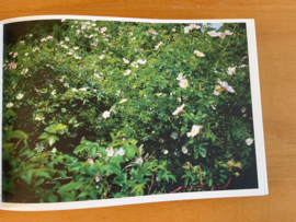 Die Wiese  / the meadow. Esxhenau 1986-2013 - H. de Vries / S. de Vries