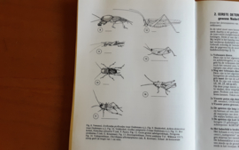 De krekels en sprinkhanen in de Benelux - M. Duijn / G. Kruseman