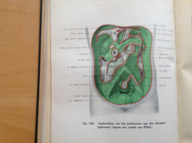 Leerboek der topographische ontleedkunde van den mensch - A.J.P. van den Broek