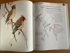A - Z of Bird Portraits - A. Forkner