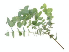 Eucalyptus wild bio (Eucalyptus globulus) 5ml