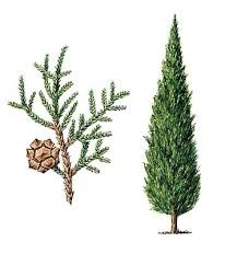 Cypres bio 5 ml (Cypressus sempervirens)