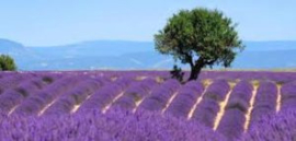 Lavendel berg bio (Lavandula angustifolia Haute Provence) 5ml